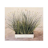 Bare Grass II Print by Galley 