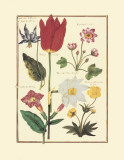 Tulips IV Prints by Nicolas Robert