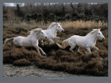 Equino, Camargue (Francia) Pósters por Hans Silvester