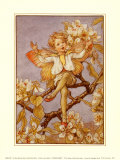 Die Birnenblüten-Elfe Kunst von Cicely Mary Barker