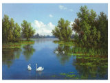 Rivière, cygnes I Affiches par Slava 