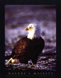 Aigle à tête blanche Affiches par John Pezzenti Jr