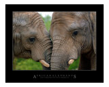 Eléphants d'Afrique affectueux Photographie par Neil Bramley