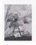 Magnolia Láminas por Nancy Gillespie Magnolia Láminas por Nancy Gillespie