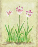Rosy Tulips 1 Póster por Debra Lake Rosy Tulips 1 Póster por Debra Lake