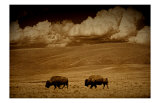 Buffalo Sky Giclee Print by Jim Tunell