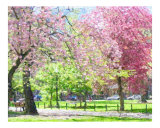 Pink Trees Photographic Print by Kathryn M. Smith