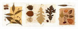 Leaf Collage II Prints by Carol Robinson