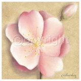 Apple Blossom III Affiches par Caroline Wenig