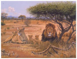 Lion Familly Posters by Clive Kay