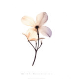 Dogwood II Prints by Steven N. Meyers