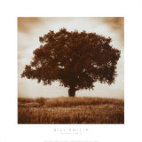 Meadow Land IV Poster par Bill Philip