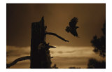 Eagle Flight Giclee Print by Jim Tunell