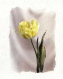 Yellow Tulip Print by Dick & Diane Stefanich