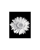 Gerbera Láminas Gerbera Láminas