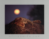 Leopard with Rising Moon Poster by Thom 