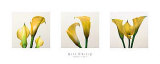 Drei Lilien II Poster von Bill Philip