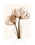 Tulipanes papagayo II Arte por Steven N. Meyers Tulipanes papagayo II Arte por Steven N. Meyers