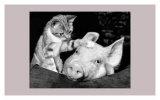 Paws For Thought Prints