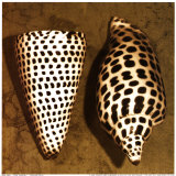 Cone Seashell Posters by Caroline Kelly