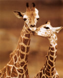 Girafe - Premier amour Affiches