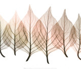 Celosias Prints by Steven N. Meyers