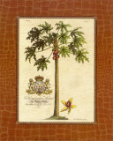 Papaya Palm Affiches par Georg Dionysius Ehret