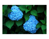 Blue Hydrangea Photographic Print by Dean T Giolas