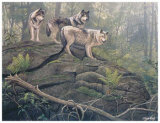 Wolves Prints by Clive Kay