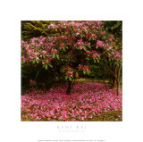 Rhododendron Posters by Bent Rej