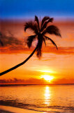 Sunset Palm Foto