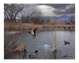 La Vie de l'étang Photographie par Bill Stephens