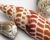 Linen Shell Collage Prints by Mick Bird