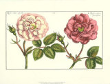 De Passe Roses Alba Prints by Crispijn de Passe