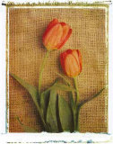 Tulips Print by Vincenzo Ferrato