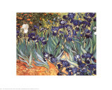 Iris Kunstdrucke von Vincent van Gogh