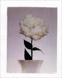 Gardenia Poster by Dick & Diane Stefanich