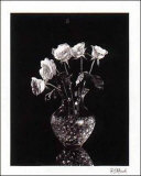 Dramatic Roses Posters by Dick & Diane Stefanich