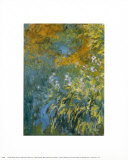 Yellow Iris Prints by Claude Monet