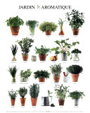 Aromatic Garden Posters