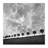 Ten and a Half Trees, Peterhof, Russia, 2000 Affiches par Michael Kenna