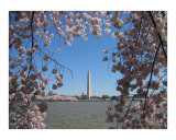 Cerisiers en fleur sur Washington Photographie par Kya Sainsbury-Carter