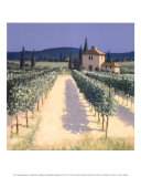 Vineyard Shadows Prints by David Short