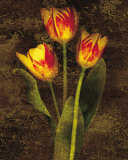 Three Tulips Posters by John Seba