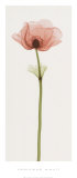Anemone IV Posters by Steven N. Meyers