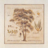 Eucalyptus de Porquerolles Arte por Pascal Cessou Eucalyptus de Porquerolles Arte por Pascal Cessou