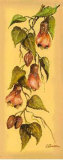 Flores Colgantes II Prints by L. Romero
