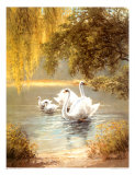 Schwane Poster van Max Weber Schwane Poster van Max Weber