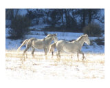 Two Blue Photographic Print by David Cramer