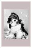 Pippin in a Bubbly Mood Prints